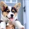 Pet friendly community at Tapestry Ridge in Covington, KY
